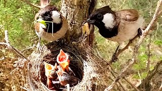 White ear bulbul gathering different types spiders and worms birdslife00 [upl. by Vani]