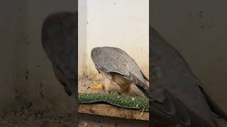 Female falcon in heat She is French Kiss a Red naped shaheen female falconry birds falcon [upl. by Ilak]