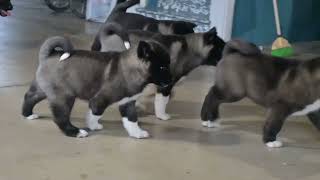 AKC Akita Puppies For Sale Millersburg OH [upl. by Roxana]