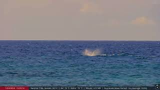 Jan 23 2024 Virtual Whale Watching in Maui Hawaii Humpback Whales [upl. by Mannuela]