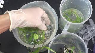 Plant tissue culture  Acclimatization [upl. by Gabi]