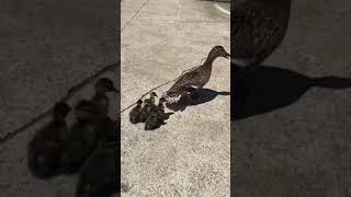 Hero woman attempting to save baby ducks from storm drain [upl. by Ajet]