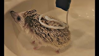 My Hedgehog Gets A Bath [upl. by Neliak]