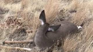 CRAZY He walked up on a sleeping deer in OREGON [upl. by Nylegna]