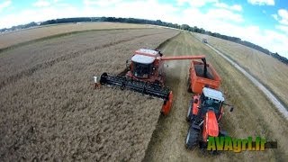 MASSEY Activa à la récolte du Colza en 2013 [upl. by Nodnarbal772]