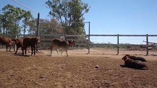 Australian Working Kelpies Educating Young Cattle [upl. by Rediah]