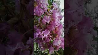 Lagerstroemia indica plant [upl. by Aihsele901]