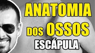 Acidentes ósseos da Escápula antiga Omoplata  Sistema ÓsseoEsquelético  VideoAula 057 [upl. by Orwin]