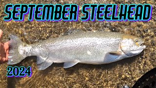 Mid September Steelhead 2024  No Skunkin [upl. by Nrubliw753]