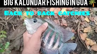 Amazing fishing in Goa kalundar  Pearl spot🎣fishingvideo goafishing fishinglife [upl. by Valerye]