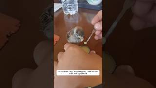 This woman rescued a trapped sparrow and then this happened animalshorts sparrow [upl. by Zzabahs]