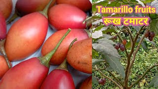 Tamarillo fruits harvestingरूख टमाटर in nepali 👍 👍Rewatisgarden [upl. by Branca]