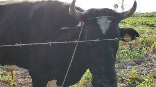 Angry Holstein Diary Bull at my Dairy Farm [upl. by Falito]