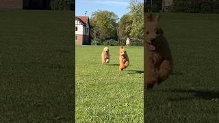 Goldendoodle and Labradoodle Puppies in London park [upl. by Ydal568]