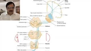 Stroke localisation Part1Basics [upl. by Samuella]