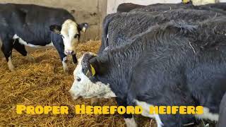 10 Proper Hereford heifers for sale [upl. by Kath490]