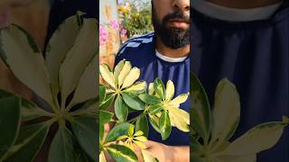 Schefflera Plant Repottingschefflera shorts shortsfeed shortvideos shortsyoutube [upl. by Einnij]