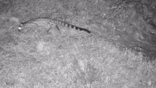 Largespotted Genet on the hunt black tail tip Tembe Sep 19 2024 1205 AM SAST exploreorg [upl. by Cinda942]