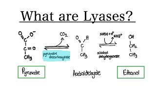 What are Lyase Enzymes  MCAT Biochemistry [upl. by Ahseined]