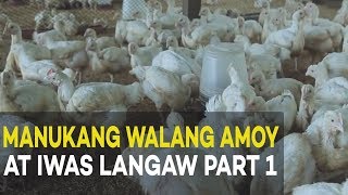 Manukang Walang Amoy at Iwas Langaw Introduction and Benefits  Agribusiness Broiler Farming Part 1 [upl. by Gnof36]