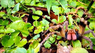 Aranha Armadeira  Brazilian Wandering Spider [upl. by Ringsmuth]