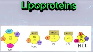 Lipoproteins Chylomicrons VLDL LDLHDL biochemistry metabolism lipid lipoprotein [upl. by Middendorf333]