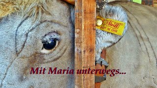 Mit Maria unterwegs In Bad Rappenau [upl. by Nevur159]