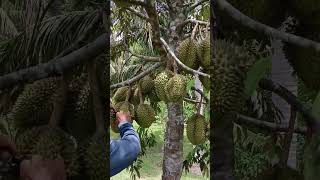 Planters first pick from first harvest of 10yo durian tree durian farm farming farmer [upl. by Dwan]