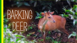 Barking Deer  Indian Muntjac Muntiacus muntjak  Facts and Details [upl. by Artimed]