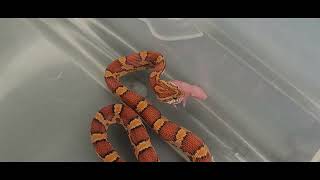 6 Screaming Pink Mice Get No Mercy From Hungry Snake  Warning Live Feeding [upl. by Polloch]