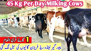 Garlando For Sale in Punjab  45 Milking Record Per Day  Red Friesian Cow  Hf Cows  Pk Janwar Man [upl. by Aissatan995]