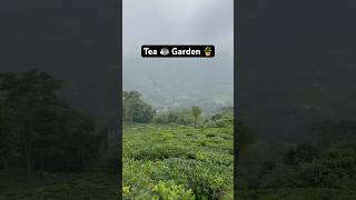 Breathtaking View of Tea Garden in Darjeeling shorts yshorts [upl. by Tunnell87]