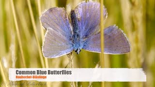 Common Blue Butterflies Polyommatus icarus  HauhechelBläulinge [upl. by Alvie]