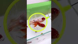 If the fish food is all over the tank you can use a feederaquarium fishfood feeding fish  koi [upl. by Schnorr]