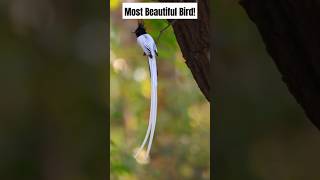 Indian Paradise Flycatcher The Bird with a 2Foot Tail animals shorts [upl. by Ielerol516]