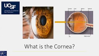 Bringing Clarity to the Cornea Dry Eye Disease and Surgeries of the Cornea [upl. by Ule]