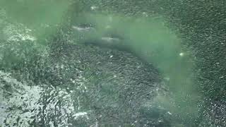 Two Sharks Meet Just OffshoreHamptons Drone 4K Footage [upl. by Enyawal]