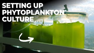 How to Start Your Own Phytoplankton Culture Using Sunlight  Blue Reef Tank [upl. by Pazit]