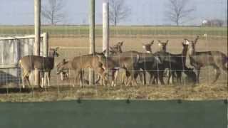 Amish Village Tour Lancaster PA [upl. by Averyl]