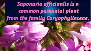 Saponaria officinalisWild Sweet Williamflowersnatureyoutubecreatoryoutubetrendingexplorelove [upl. by Wei]