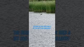 Mallard Duck Or A Female Shoveler In Lake birds avian nature [upl. by Enitsirt]