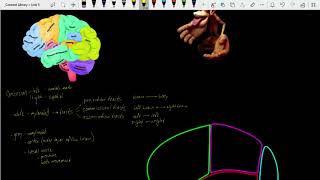 Bio 264 Brain Anatomy Part 1  Cortex [upl. by Reklaw943]