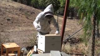 Bees Powdered Sugar Mite Treatment 1 of 2 [upl. by Kwei]