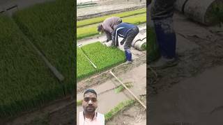 agricultural laborer satisfying farming asmr machine trending automobileicecream125KDislike10 [upl. by Macswan]