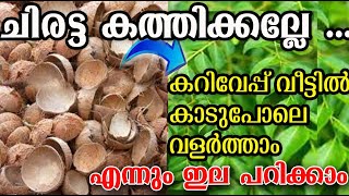 വീട്ടിൽ ചിരട്ട ഉണ്ടോ മരം പോലെ തഴച്ചു വളരും curry leaves care poppy happy vlogs malayalam [upl. by Dale]