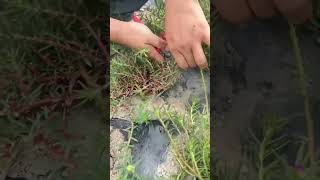 Technique method of Big stump portulaca flower for planting in pot so beautiful garden farming [upl. by Rafaj]