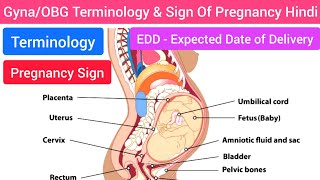 Terminology of Gynaecology amp Obstetrics in Hindi Basics of Pregnancy Sign Of Obstetrics in Hindi [upl. by Schaab]