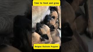 Puppies Belgian Shepherd Malinois  Reservations Canil Malirio malinois dogs [upl. by Enahpets138]