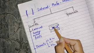 Derivatives of lateral plate mesoderm [upl. by Oirram]