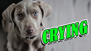 Dog Crying and Whining Loud  Sound Effects of 5 Crying Dogs [upl. by Aneger]